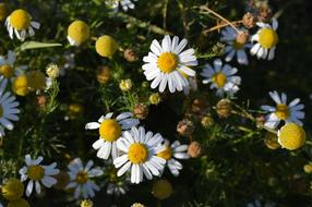 white yellow Daisy Flowers