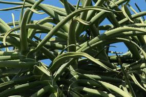 large aloe plant on a sunny day