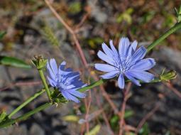 Wild Chicory Flowers blue