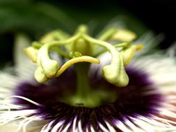 Passion Flower Fruit macro photo