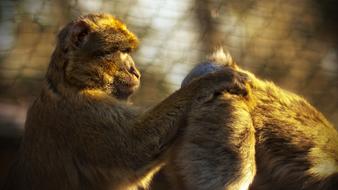 Monkey Ape in Zoo