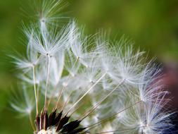 Close-up of the beautiful, white, fluffy dandelion flower with seeds, at blurred background