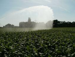 Fields Tobacco Pouring water