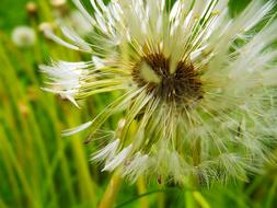 Macro photo of Dandelion Fluffy