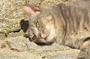 gray cat lying in the sun