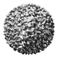 hepatitis b virus 3d