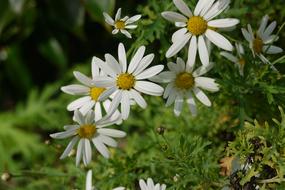 Daisy Flowers at Nature