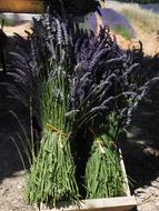 violet Lavender Bunches