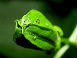 Passion Fruit green bud