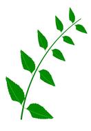 bitter leaves medicine