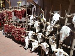Skulls Animal Cow for sale in the traditional market