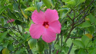 Hibiscus Pink Flower green garden
