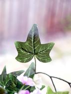 Ivy Leaves Green on a blurred background