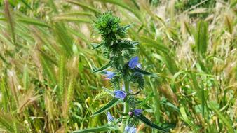 flowering medicinal plant