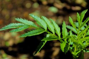 Leaf Plant Nature green