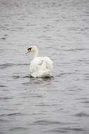 white swan swimming on the lake
