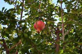 Beautiful and colorful pomegranate on the tree, with the green leaves