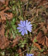 Wild Chicory Blossom blue