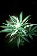 Close-up of the beautiful green weed, among the darkness