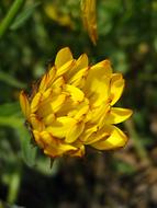 Close-up of the beautiful, blooming, yellow and red calendula officinalis flowers