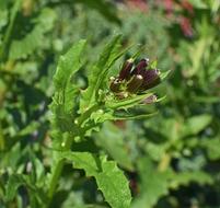 Wild Lettuce Flower
