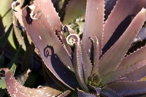 Aloe Shadow Spiral red plant