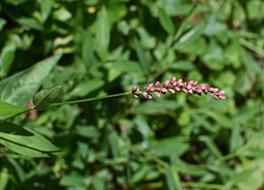 smartweed close-up on blurred background