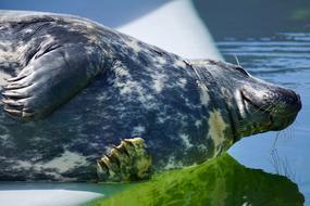 Beautiful, cute and colorful lying seal near the water