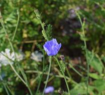 Wild Chicory Flower blue