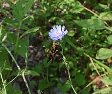 butterfly near the blue wildflower