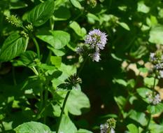 Close-up of the beautiful, blooming, purple mint flowers, with the green leaves, in sunlight