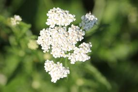 Top view of the beautiful, blooming, white and yellow yarrow flowers, among the green plants