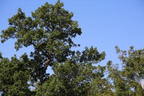 Green Trees at Nature