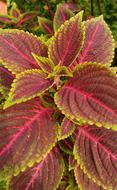 plant with red-green leaves close up