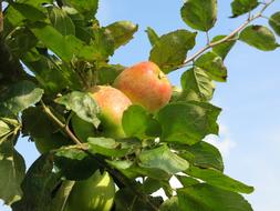 Beautiful, colorful, shiny, ripe apples on the tree, with the green leaves, in sunlight