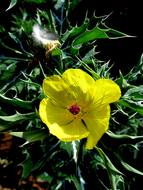 Cnicus Benedictus in the bright sun close up