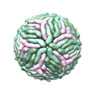 dengue virus 3d structure