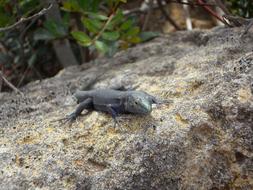 gray lizard on a huge stone in natural environment