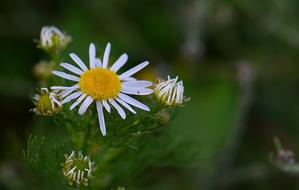 Daisy Chamomile Flowers green background