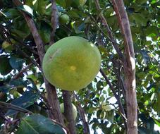 green grapefruit on the tree close up