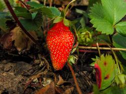 Red Strawberry Season