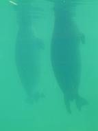 Seal Vitulina Robbe