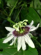 tropical passion flower in nature