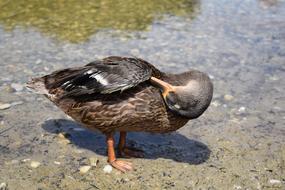 Duck Bird Water care