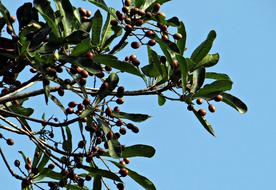 Aglaia Elaeagnoidea blue sky