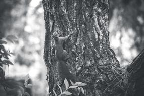 monochrome photo of a squirrel on a tree trunk