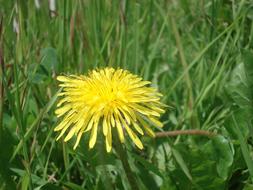 medicinal yellow dandelion among green grass