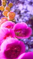Digitalis Purpurea Flowers