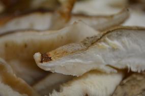 white Shiitake Mushroom