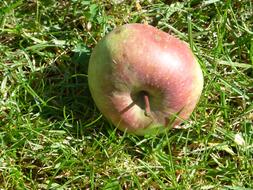 Apple Fresh green grass